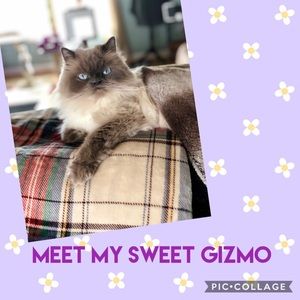 Kitty friendly closet! 🐈🐈🐈